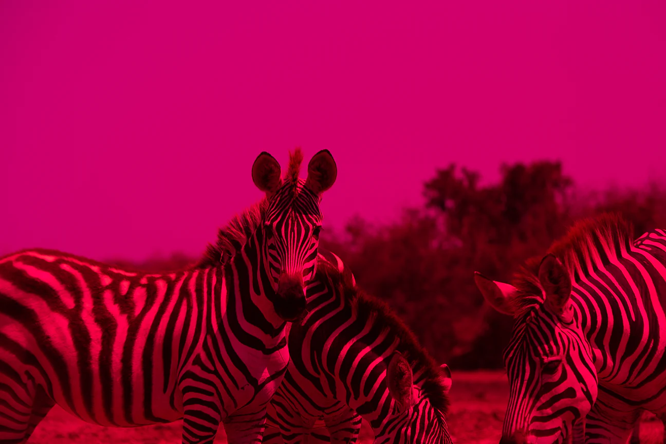 DavisGerber-200429_DHG_7635