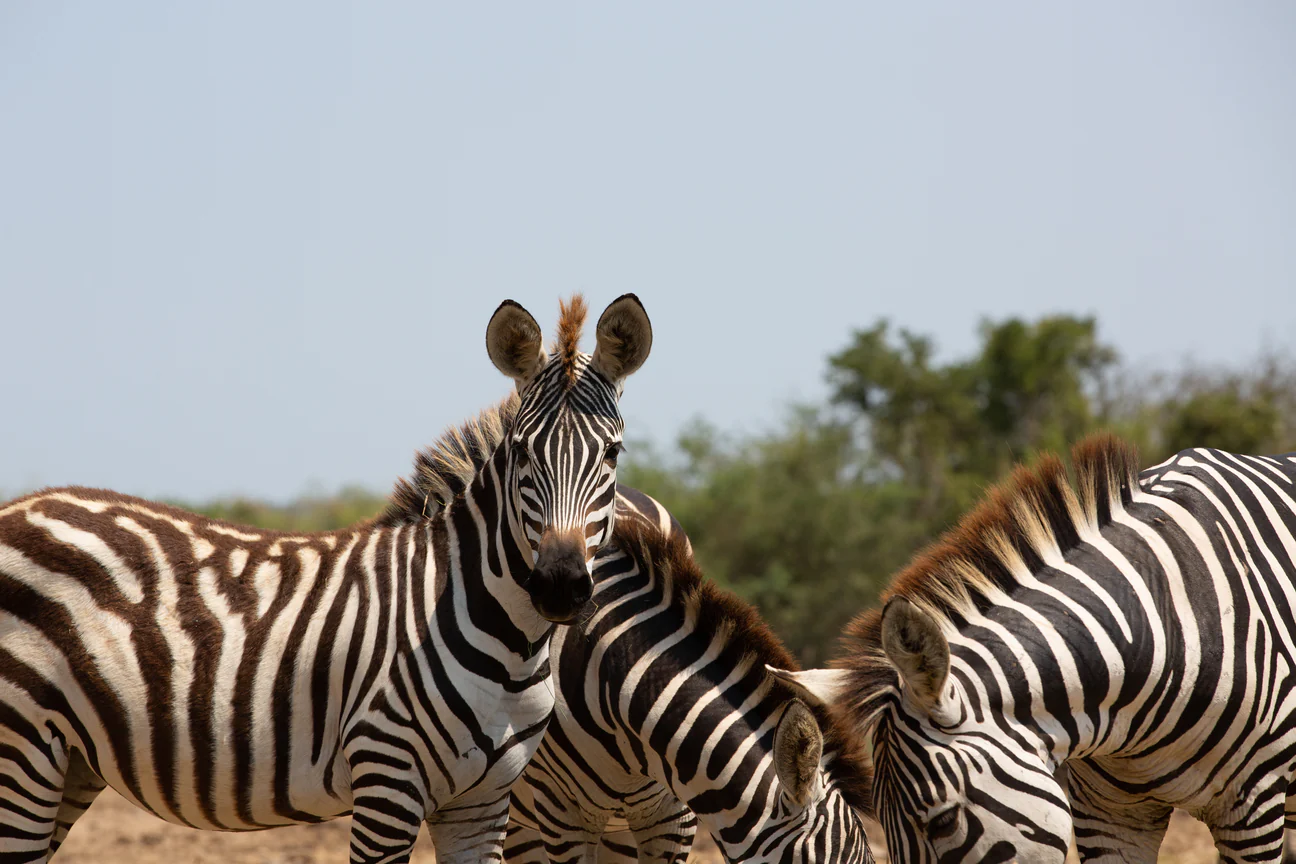 DavisGerber-200429_DHG_7637