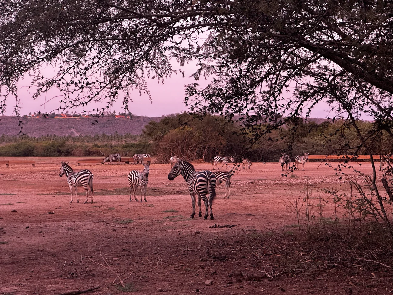 IMG_1729_fbb06a38-b186-4b86-bf7c-6cc942957826